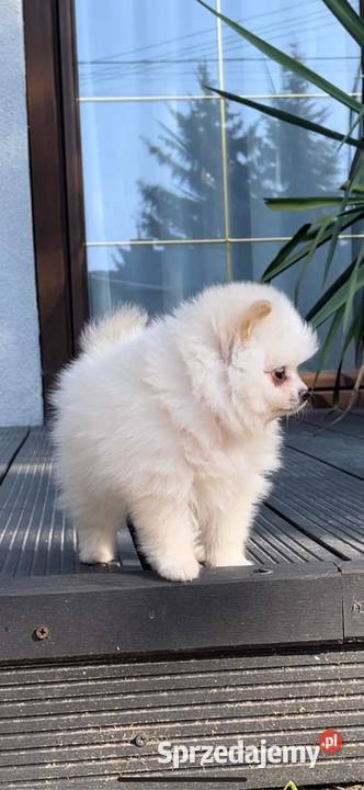 Szpic miniaturowy pomeranian mazowieckie Siedlce sprzedam