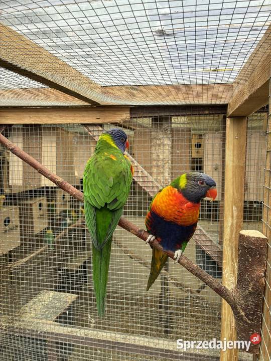 papugi Lorysy parka Wałbrzych