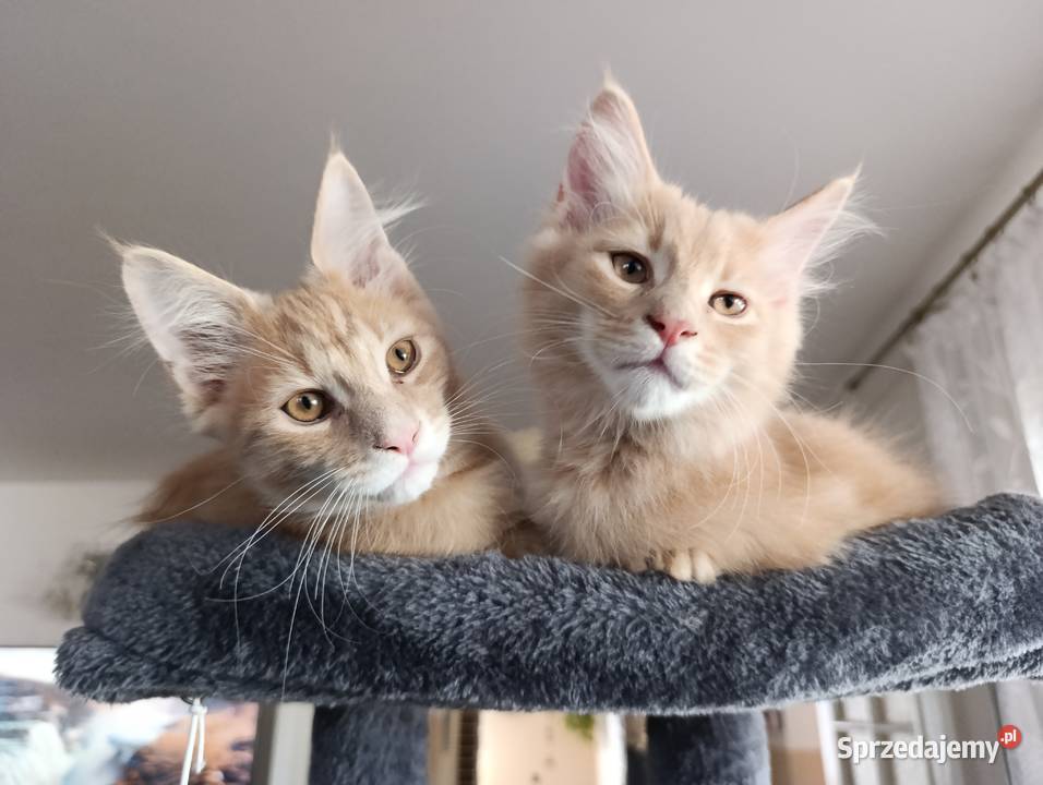 Maine coon Krasnystaw sprzedam