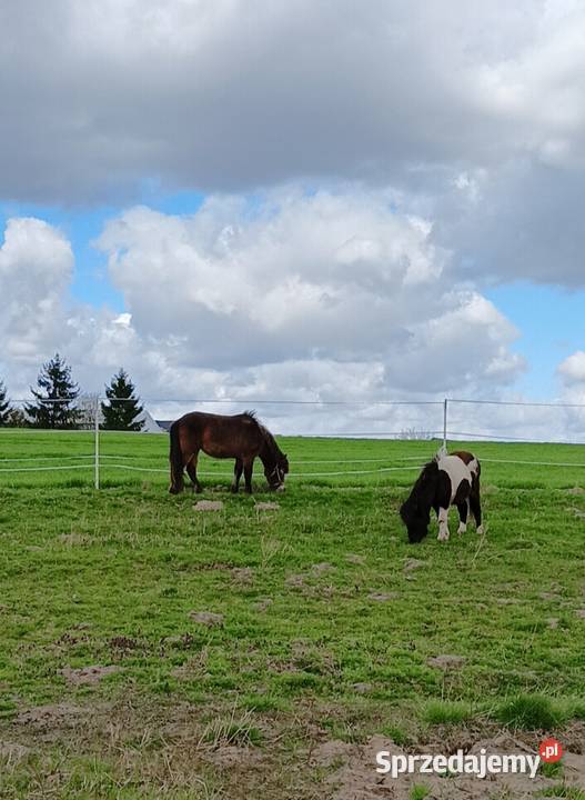 Młoda klacz kuca Grzybno sprzedam