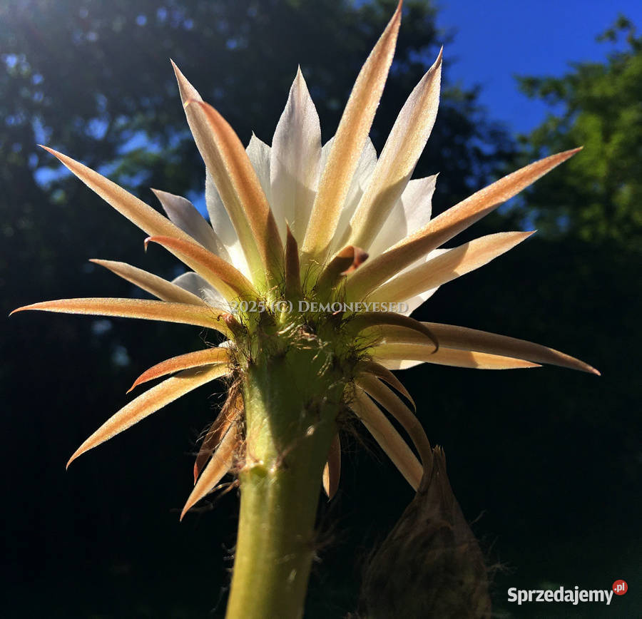 Kaktus Echinopsis Lobivia białe kwiaty Kraków