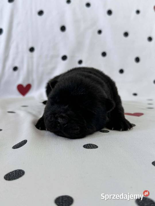 Suczka chow chow wielkopolskie sprzedam