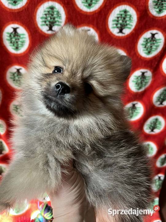 szpic miniaturowy piesek świętokrzyskie Skalbmierz