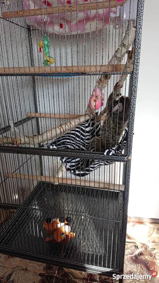 Małpka marmozeta białoucha