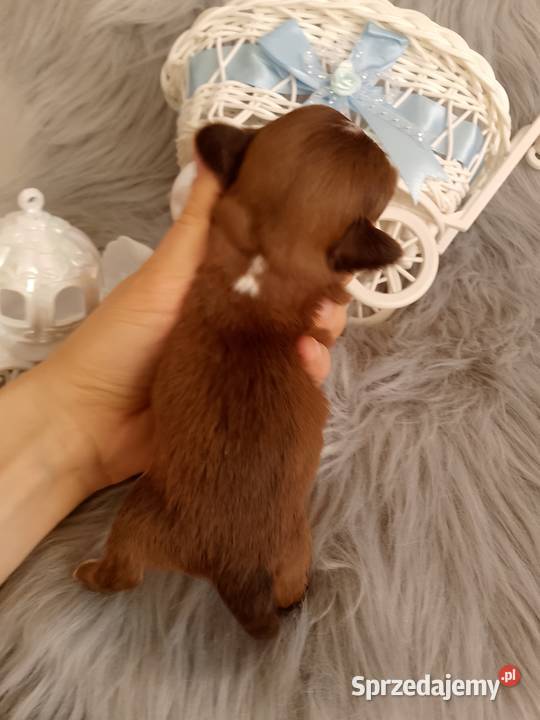 Czekoladowy piesek rasy ShihTzu opolskie Kluczbork sprzedam