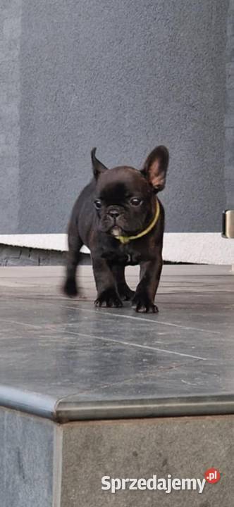 Buldożki francuskie Buldog Własna