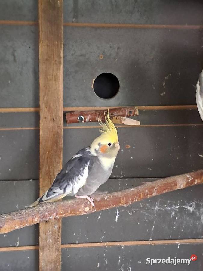 Papugi Nimfy kujawsko-pomorskie Ługowiska