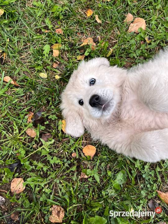 Owczarki podhalańskie Psy podkarpackie