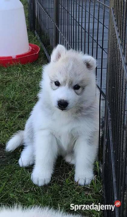 Hodowla Siberian Husky szczenięta ZKwPFCI podkarpackie Rzeszów