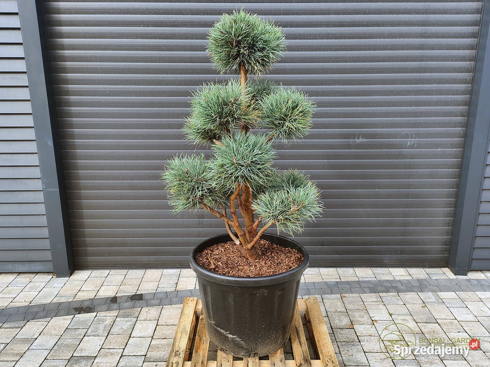 Sosna pospolita Watereri 074 Bonsai ogrodowe Iglaste sprzedam
