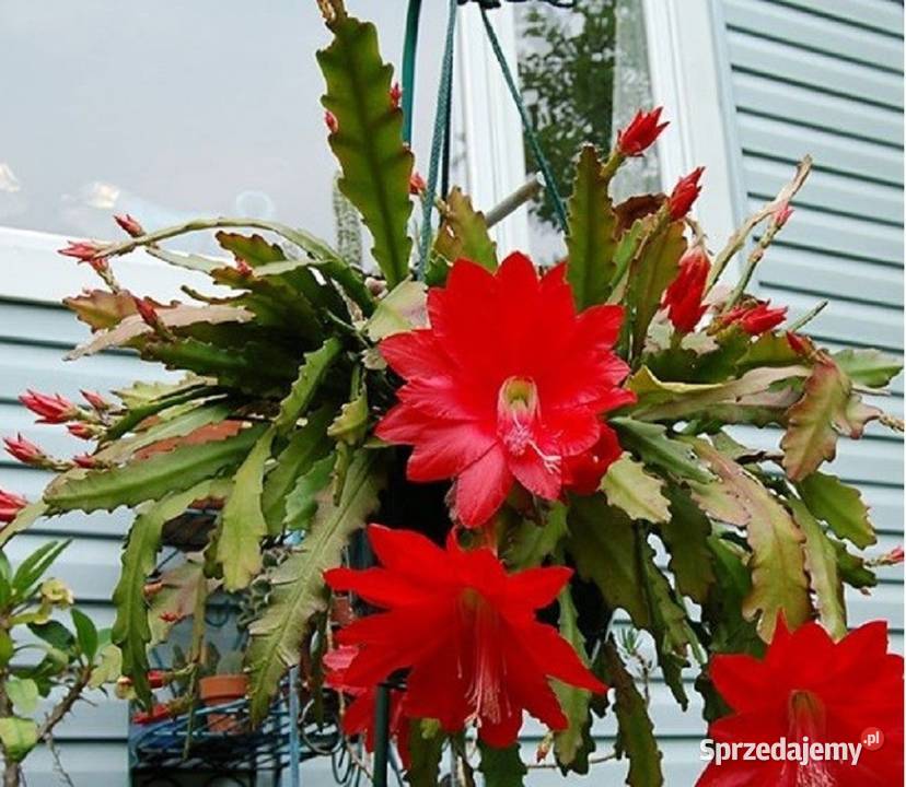 Epiphyllum Ackermannii epifilum epifilium duże