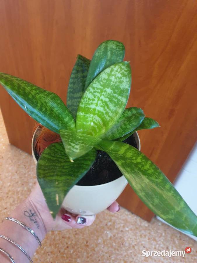 Roślina doniczkowa sansewieria Zielone mazowieckie Radom