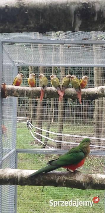 Amazonka niebieskoczelna aleksandretta chińska Ptaki Wieruszów