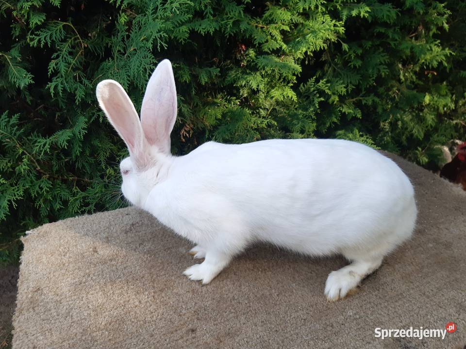 króliki termondzkie podlaskie Bielsk Podlaski