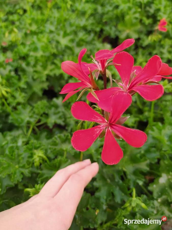Pelargonie begonie surfinie i inne Krynice sprzedam