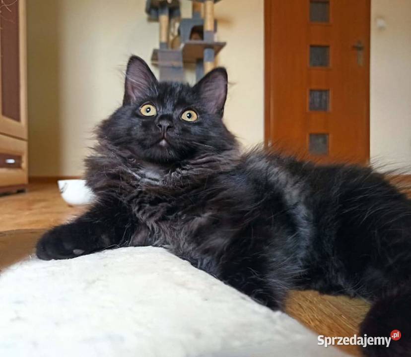 Śliczny Kocurek Syberyjski Odi PZFWCF Sochaczew