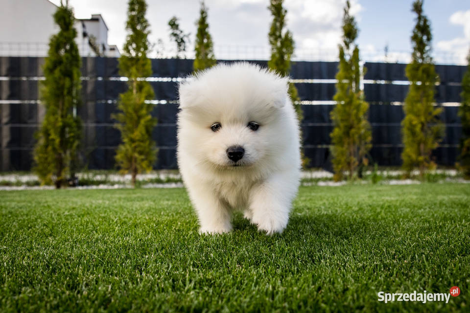 Samoyed ZKwPFci Brodowo