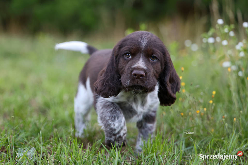 Polski Spaniel Myśliwski Psy Artemidy FCI Lublin