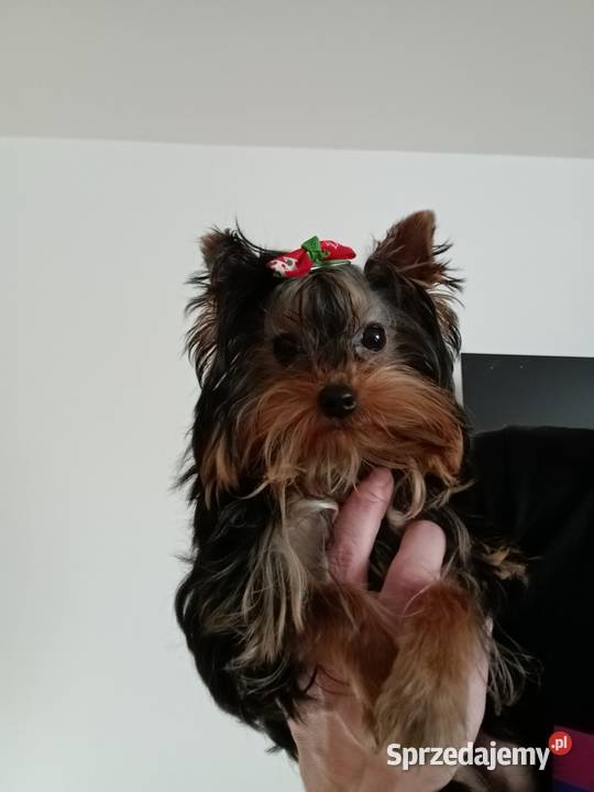 Yorkshire Terrier Laleczka Grzybno
