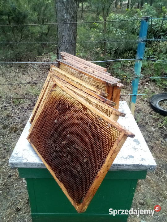 odbudowane ramki susz Pszczoły Śrem