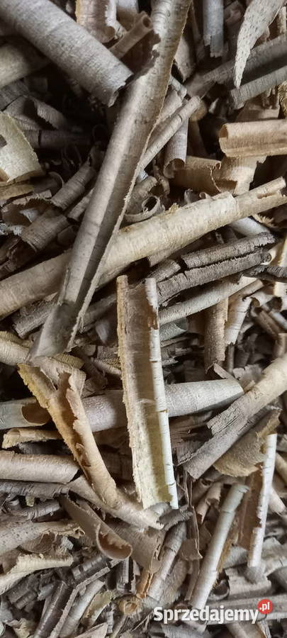 trociny orzech włoski suche Błotnica Strzelecka