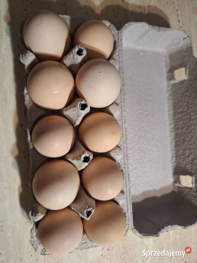Jaja wiejskie Hodowla drobiu Milicz