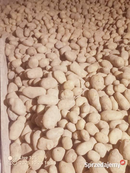 Ziemniaki smaczne Ignacy Suwałki