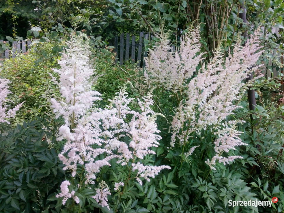 Byliny do kolekcji tawułka jasny róż Nowy Sącz
