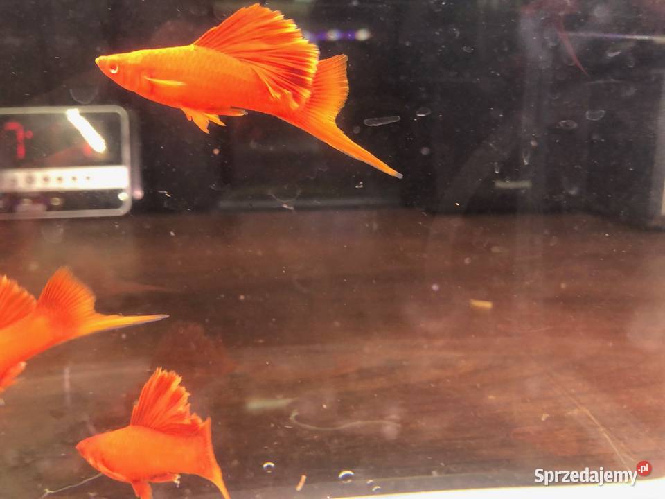 Mieczyk Kalafior Cauliflower Full Red albino Justynów