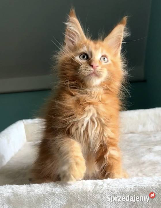 Maine Coon Śliczne kocięta Wińsko