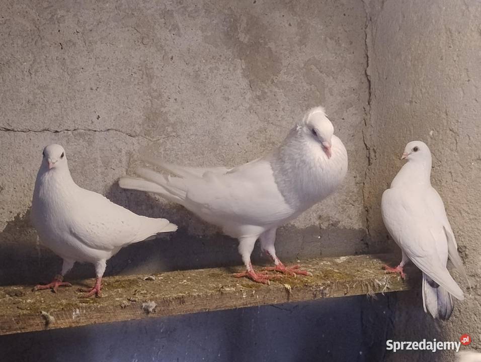Gołębie Ozdobne Blachownia sprzedam