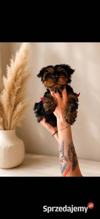 Yorkshire terrier Tuchów