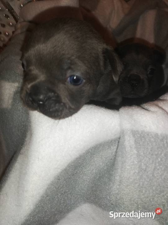 buldog francuski niebieskie Borzęcin