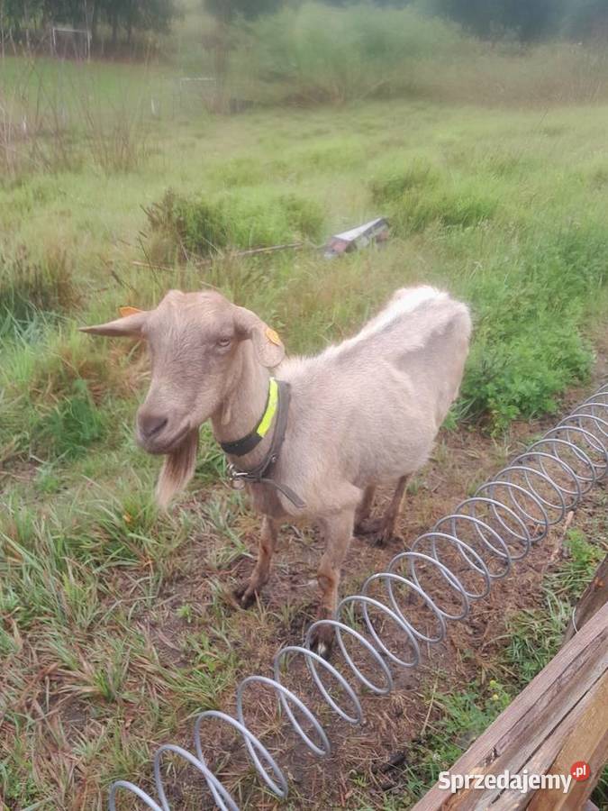 Kozy z mlekiem Kozioł mlode kózki Dojarka kujawsko-pomorskie Żnin sprzedam