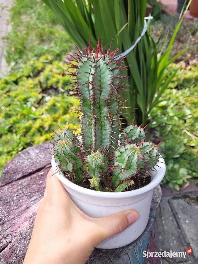 Euphorbia Horrida kaktus unikat zachodniopomorskie