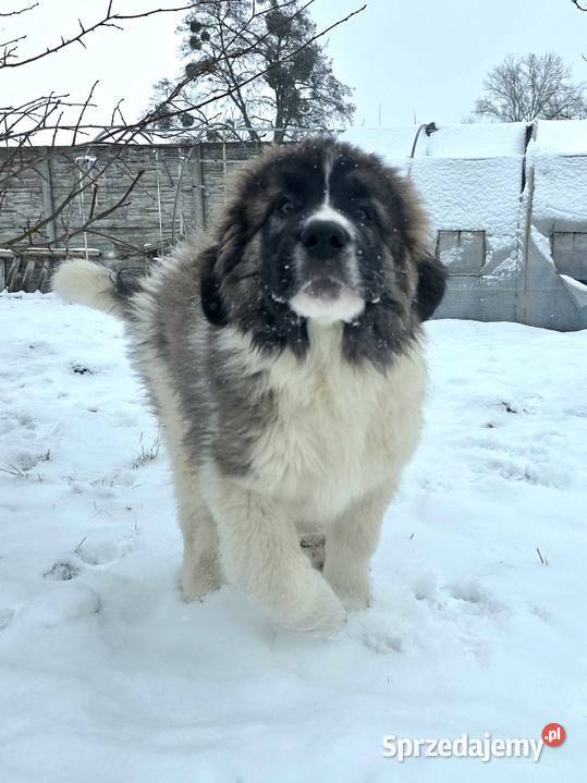 MASTIF PIRENEJSKI ZKWP FCI GOTOWY DO ODBIORU wielkopolskie Arentowo