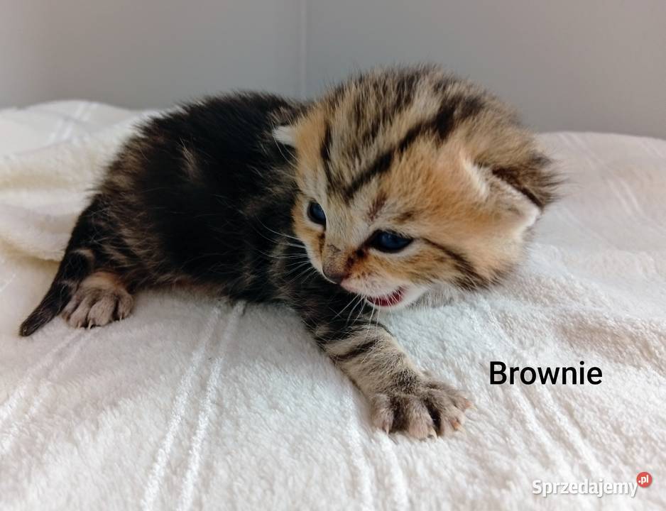 Cudowne Kocie Maleństwa Szkockie Szynszyle Katowice