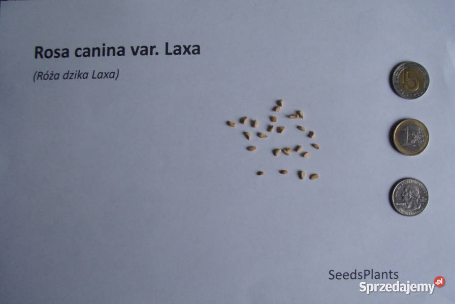 RÓŻA DZIKA LAXA Rosa canina var Laxa NASIONA 500 Lubanie