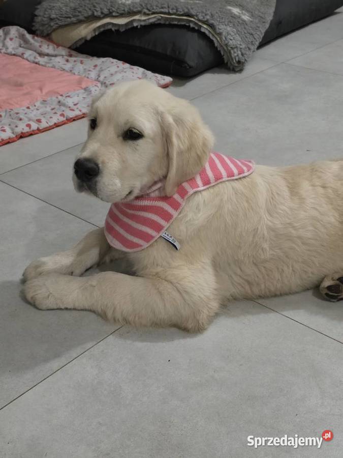 Golden Retriever FCI suczka zkwp Olkusz sprzedam