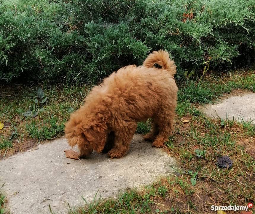 pudel pudelki pudle miniatura podkarpackie Stalowa Wola