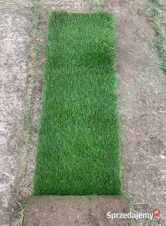 40m trawa w rolce Plantacja Bądkowo sprzedam