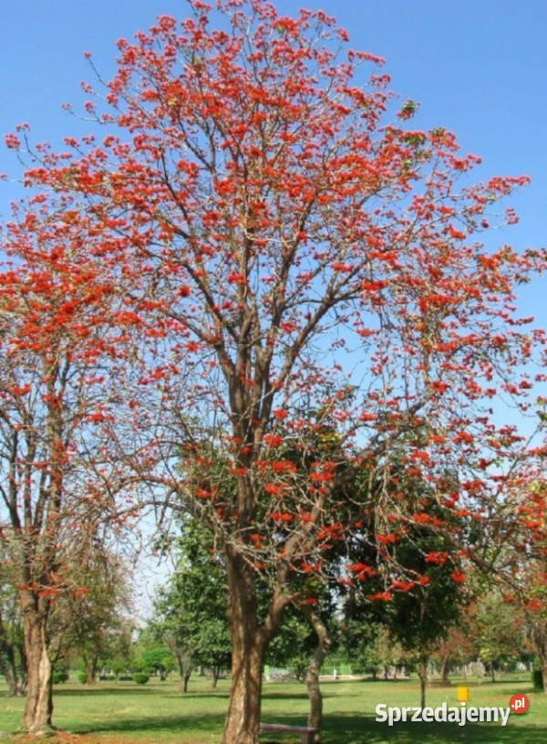 DRZEWO KORALOWE Erythrina suberosa NASIONA 100g