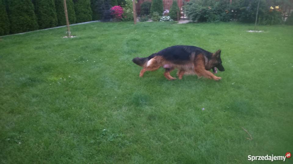 Suczka owczarek niemiecki długowłosy podlaskie Łomża