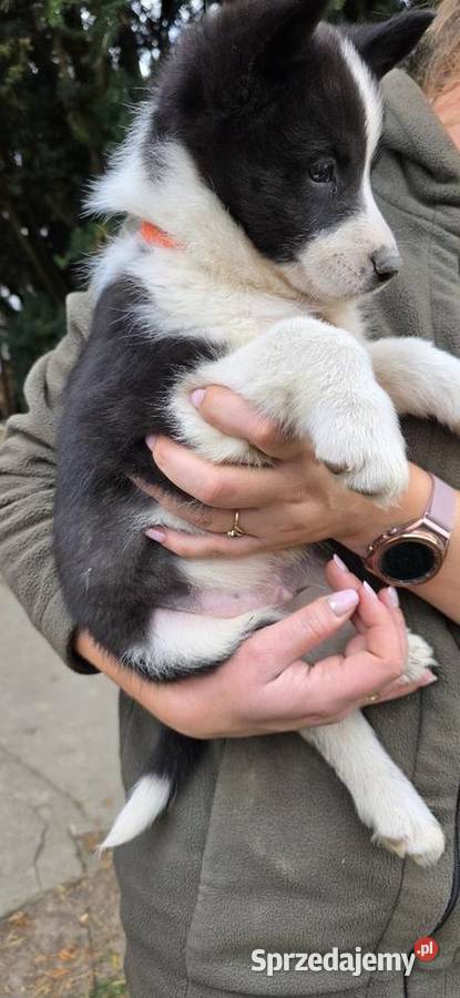 Karelski pies na niedźwiedzie Turobin