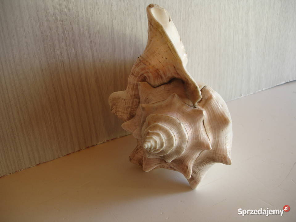 Muszla morska duża Zielona Góra sprzedam