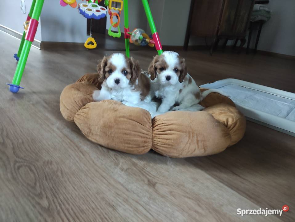 Cavalier king charles spaniel FCI ZKwP sprzedam