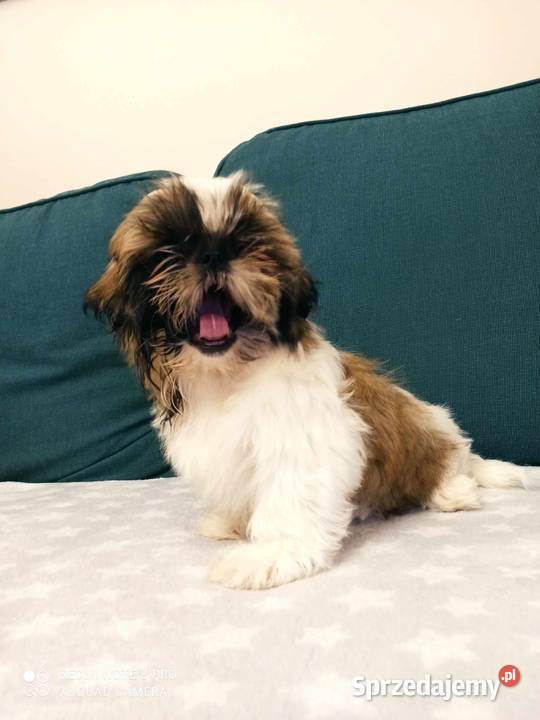 Śliczny piesek rasy shih tzu Monte Przeczyca