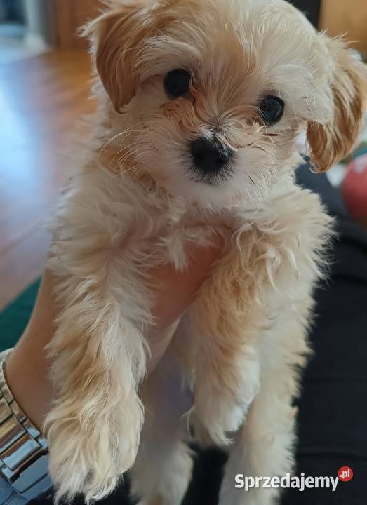 Maltipoo śliczne sunie i piesek miniaturowy lubelskie Opole Lubelskie