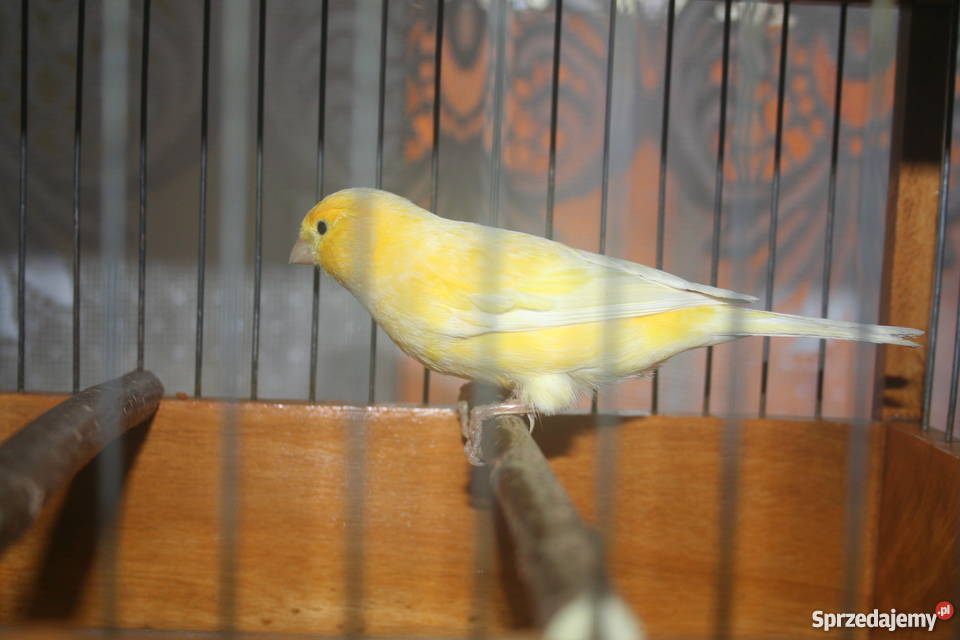 Kanarki Wodnotokowe Pozostałe Sanok