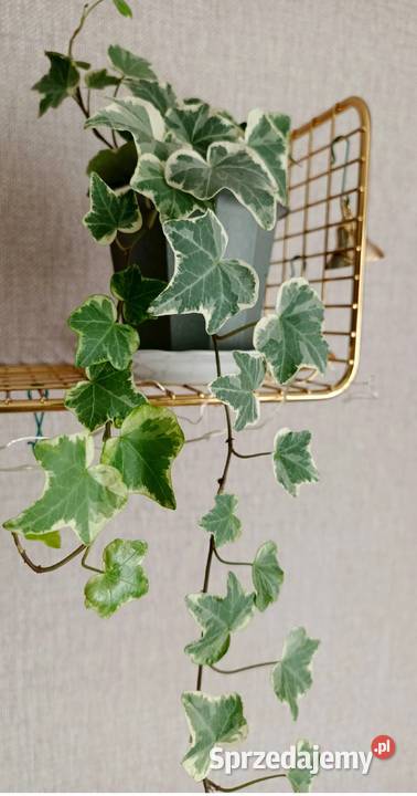 Roślina domowa bluszcz Hedera Helix Zielone